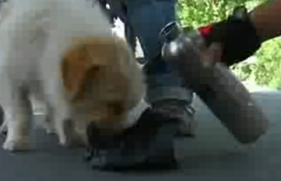 VIDEO Cel mai devotat prieten! Un cîine a urmărit o echipă de ciclişti timp de 1700km