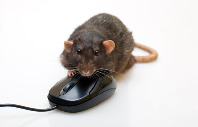 De ce şobolanii sunt mai inteligenţi decât Google