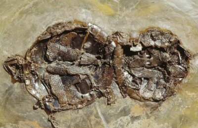 Au murit făcând sex: Oamenii de ştiinţă au descoperit ţestoase împreunate, după 50 de milioane de ani!