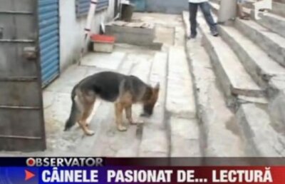 Un ciobanesc german a invatat chineza in doua luni