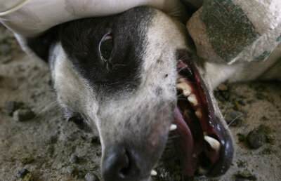 Anticorpi rezistenţi la turbare, descoperiţi la oameni din Amazonia