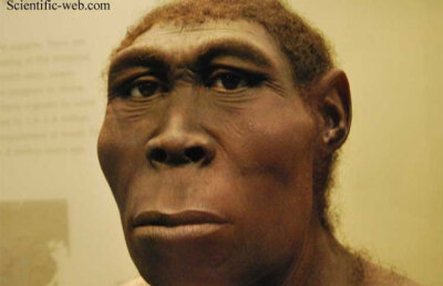 Homo erectus nu a fost singur. Strămoşul nostru a trăit împreună cu alte două speci umane