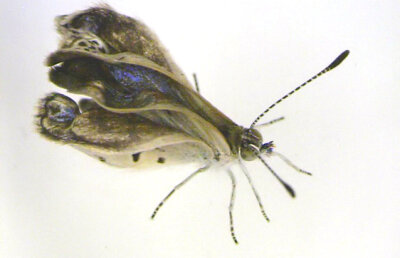 Aşa arată FLUTURII MUTANŢI de la Fukushima. Dezastrul nuclear din Japonia continuă