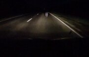 Video: Testul elanului în viața reală
