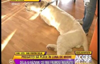 Sase zile pana la X factor. Jurata Delia s-a trezit cu un leu in casa imediat dupa nunta