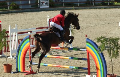 Salonul Calului (27-30 septembrie), un eveniment în premieră în România