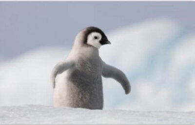 Stii cum rade un pinguin? Vezi cum face un pui gadilat de stapan!