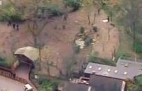 Copil de trei ani, ucis de o haită de câini sălbatici africani la o grădină zoologică (VIDEO)