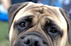 (VIDEO) Cât de eficient e un câine de pază? Va ataca sau se va gudura la tâlhar?