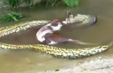 Momentul în care un şarpe ANACONDA uriaş "vomită" o vaca întreagă. ATENŢIE, IMAGINI ŞOCANTE (VIDEO) 