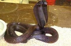 Un avion a aterizat de urgenţă într-o staţiune din cauza unui şarpe