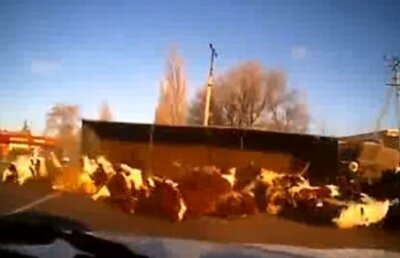 Răsturnare de situație. Vaca rezistă