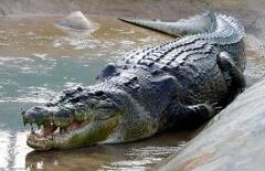 VIDEO. MOMENTUL TERIBIL în care un înotător este ATACAT DE UN CROCODIL