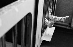 ROMÂNIA ORORILOR: Copii hrăniţi cu frunze şi pământ, bebeluş „alăptat” cu apă de ploaie. PUŞCĂRIA DE ACASĂ