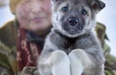 Oymyakon, orașul de gheață. Cum se trăiește la temperaturi de -71 grade Celsius