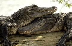 15.000 de crocodili au evadat de la o fermă din Africa de Sud