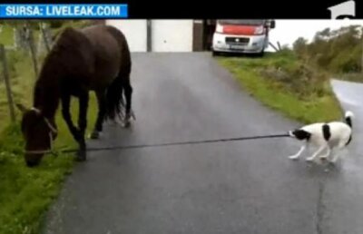 VIDEO: "Nu mor caii cand vor cainii" sau "Nu pasc caii cand vor cainii"? Imaginile vorbesc de la sine!
