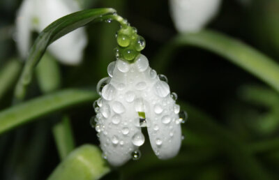 Adrian Georgescu despre sintagma "primăvara europeană": "Echipele româneşti de top doar o vestesc, asemenea ghioceilor"