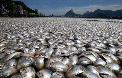 GALERIE FOTO 65 de tone de peşti morţi pe lacul olimpic din Rio de Janeiro