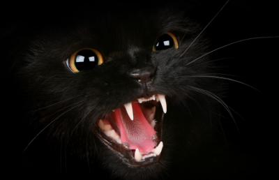 Pisica neagră de la Paris :D » Ilie Năstase a povestit Gazetei care este cea mai tare farsă pe care a făcut-o pe terenul de tenis