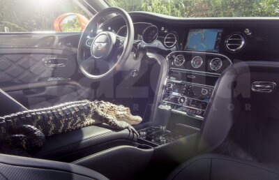 FOTO În gura aligatorilor » Britanicii de la TopGear au dus un Bentley în ţinutul mlăştinos al Floridei