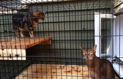 Regina pisicilor :) Pare o casă normală, dar proprietarii au modificat totul pentru animalul lor preferat