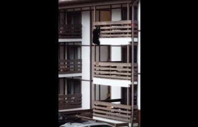 VIDEO » Un urs escaladează o clădire cu trei etaje în plină zi