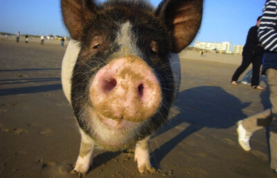 Asta îl bate chiar și pe Vadim! Prim-ministrul Marii Britanii este acuzat că a făcut sex cu un porc mort