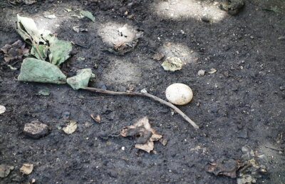 O femeie din Australia a descoperit un ou în grădină. A rămas mască cînd a văzut că iese ceva din el