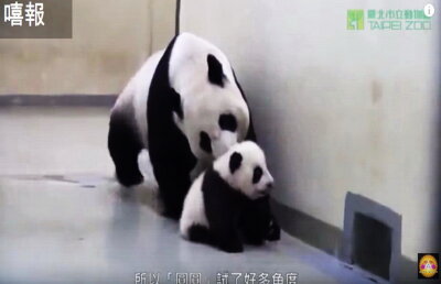 VIDEO » Acesta este cel mai emoţionant video cu urşi Panda! Sigur îţi vor da lacrimile