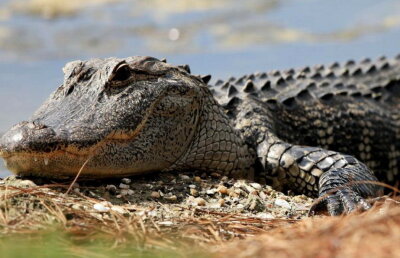 O americancă luptă în instanţă pentru a păstra un aligator imens drept animal de companie