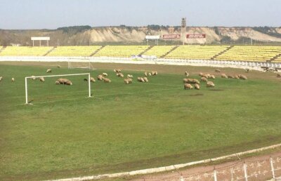 Curg reacţiile după ce GSP.RO a publicat imagini cu mioarele care pasc pe un stadion de 10.000 locuri: "Noi nu putem alerga, oile pasc!"