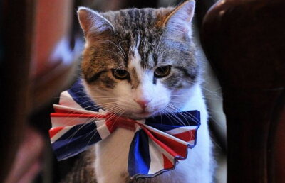 Motanul Larry va rămâne în reședința din 10 Downing Street