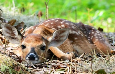 Se anunţă vremuri grele pentru jucătorii Stelei! Și se pregătesc antrenamente spartane: "Moartea căprioarei va fi!"