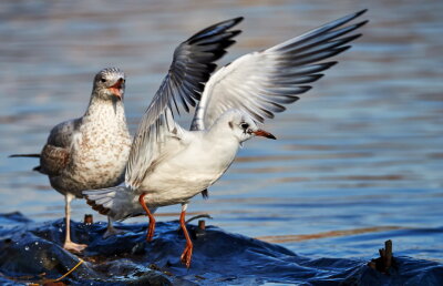 Plasticul emite un miros ce atrage păsările de mare