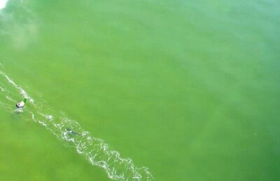 VIDEO » Momente terifiante în Australia. Doi surferi, la un pas să fie sfâşiaţi de rechin