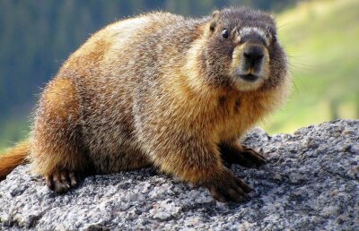 FOTO Leo Grozavu, trolling absolut » "E un urangutan român și o fostă marmotă"