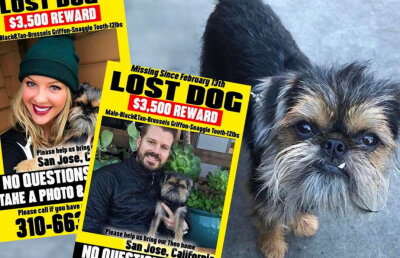 Și-au amânat nunta pentru a-și căuta câinele pierdut