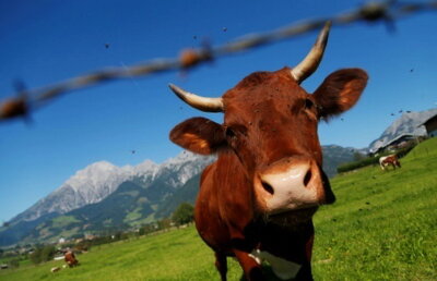 Familia unui bărbat cere daune de 360.000 de euro, după ce acesta a fost omorât de o vacă