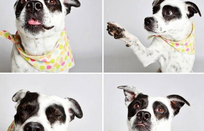 GALERIE FOTO & VIDEO » O şedinţa foto inedită a dus la adoptarea mai multor câini