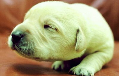 FOTO » Șocant și simpatic în același timp. Un pui de labrador s-a născut verde