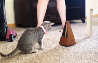 VIDEO Pisicile sunt cele mai amuzante animale. O demonstreaza un video cu milioane de vizualizări