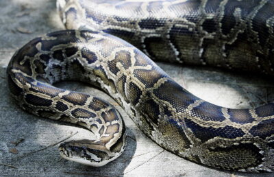 Scene șocante în America. Un șarpe de companie, lăsat liber la plimbare