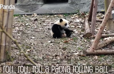 VIDEO Nu ai văzut niciodată imagini mai amuzante!