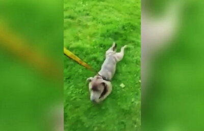 VIDEO Animalele pot fi amuzante, însă un căţel depăşeşte orice imaginiaţie. Te vei amuza teribil!