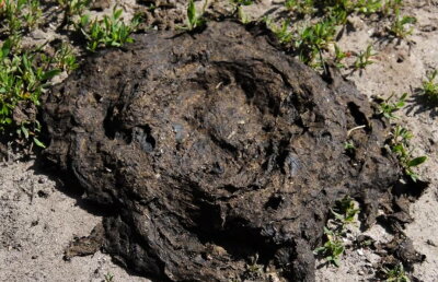 VIDEO Un designer vestimentar a lansat o colecție de haine făcute din balegă de vacă