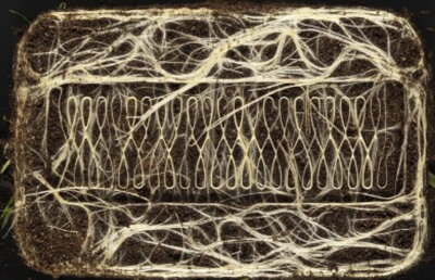 VIDEO O artistă controlează creșterea rădăcinilor pentru a crea opere de artă