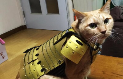 GALERIE FOTO Costumele de samurai pentru... câini și pisici, ultima modă în Japonia