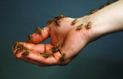 Specialitatea casei, greierii! Uite în ce oraş european poţi găsi acest meniu