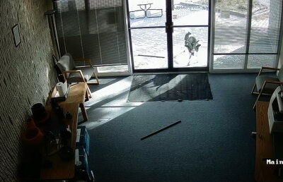 VIDEO El e cea mai amuzant ţap. Uite cum a putut să fie filmat!